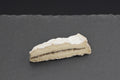 brie de meaux à la truffe (300g)
