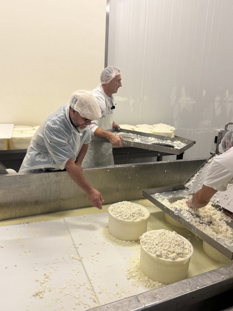 Fromager étalant le caillé dans les moules de fabrication
