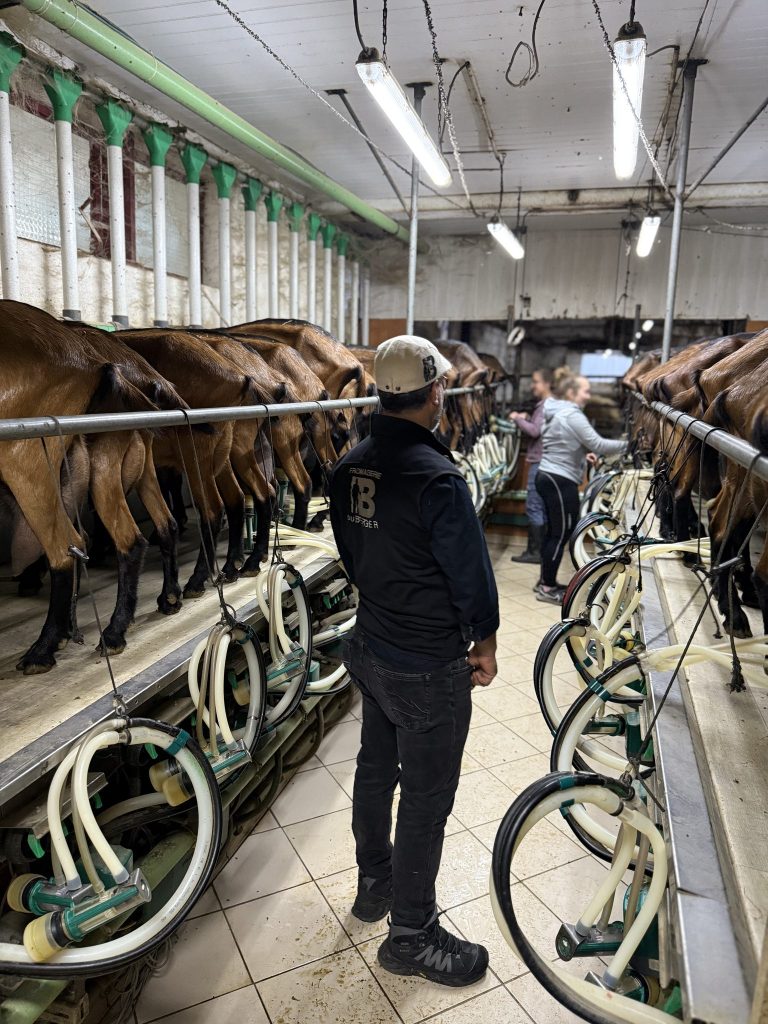 Salle de traite d'un élevage de chèvres