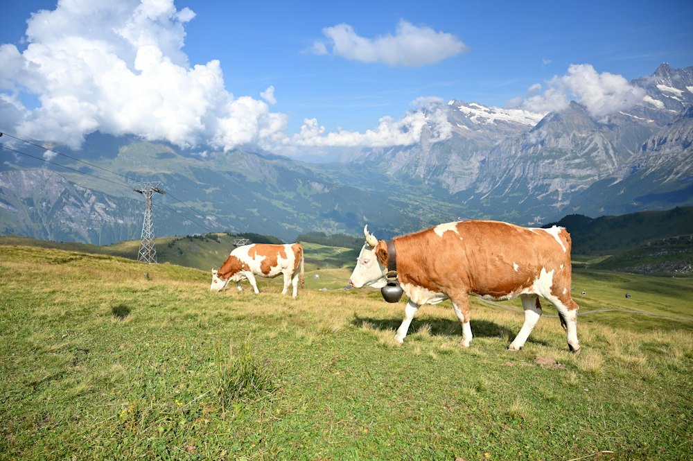 Vaches au pâturage en alpage